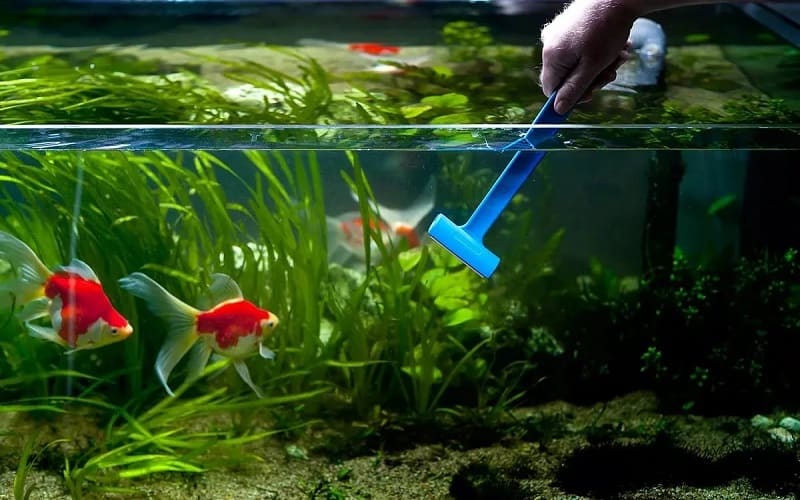 Как обустроить аквариум
