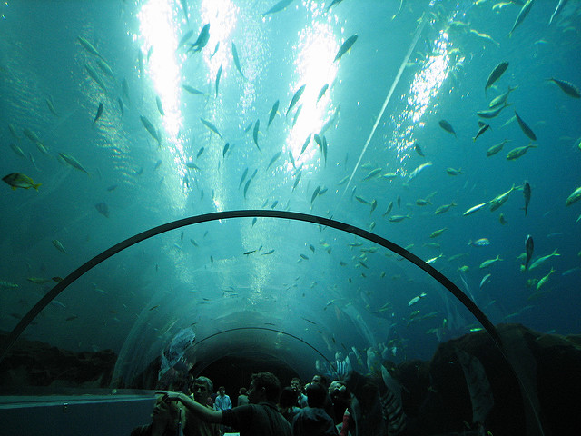самые большие аквариумы в мире