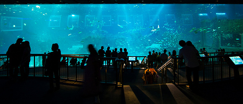 самые большие аквариумы