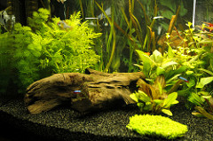 зеленые водоросли в аквариуме как бороться
