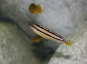 Происхождение аквариумных цихлид