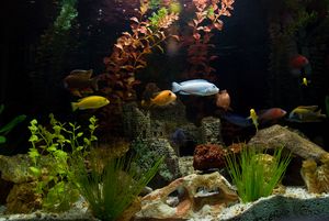 аквариумные рыбки цихлиды фото