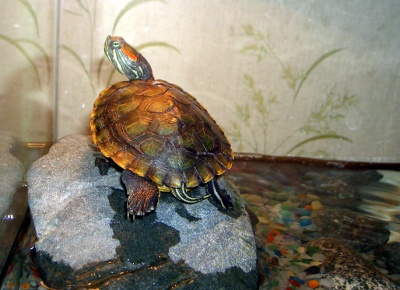 Красноухая черепаха на земле