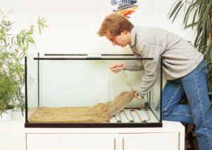 Как ухаживать за аквариумом