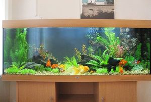 Речной аквариум с живыми растениями