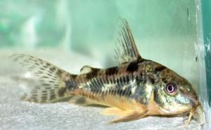 Виды рыбы Сомик