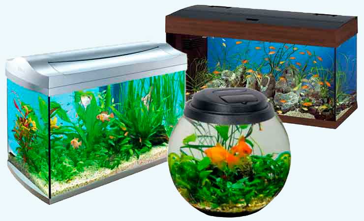 Как правильно выбрать аквариум для дома?