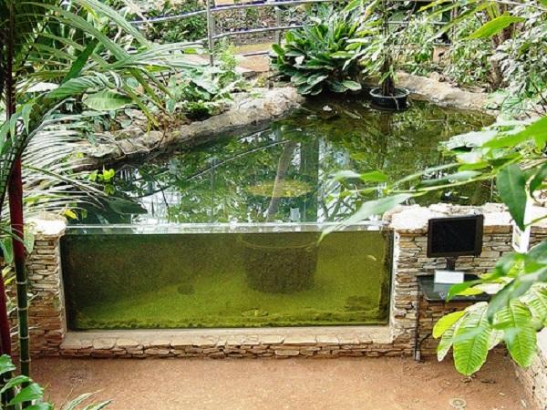 Дачный аквариум