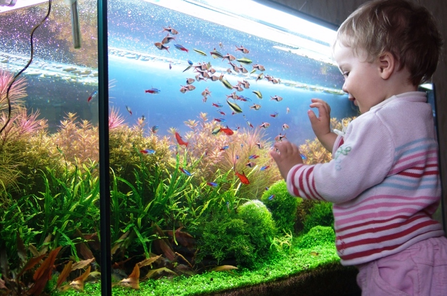 Какой аквариум купить ребенку