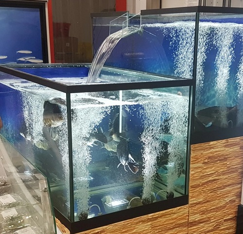 Обслуживание торговых аквариумов